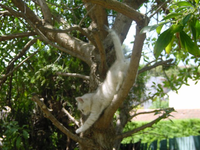 Emu reaching carefully a lower branch in the tree