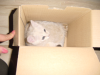 Emu playing in and with a cardboard box