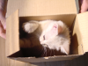 Emu playing in and with a cardboard box
