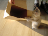Emu playing in and with a cardboard box