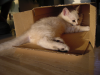 Emu playing in and with a cardboard box