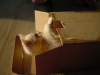 Emu playing in and with a cardboard box