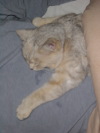 Drooling cat on Steph's belly