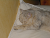 Emu sleeping on Steph's pillow