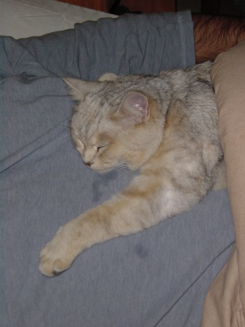 Drooling cat on Steph's belly