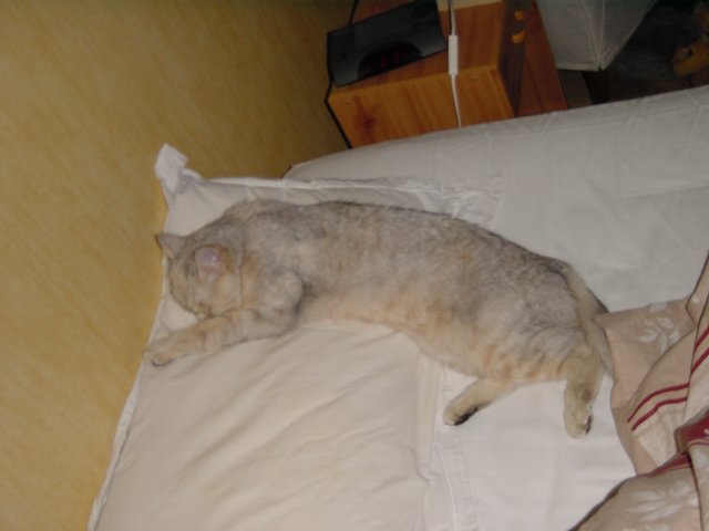 Emu sleeping on Steph's pillow