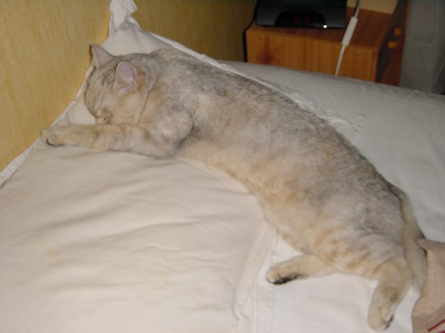 Emu sleeping on Steph's pillow