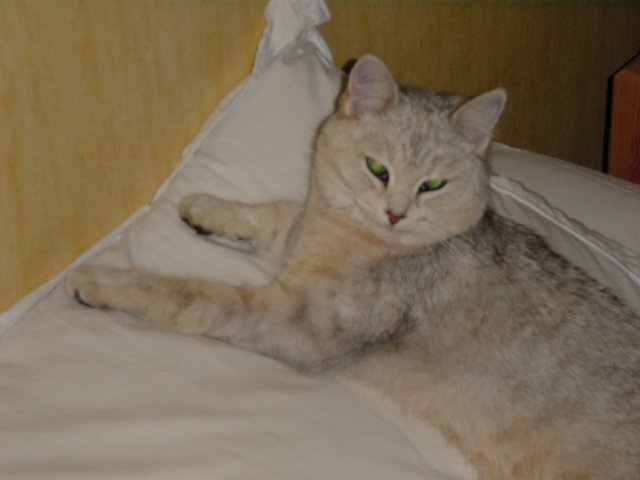 Wake up lazy animal!