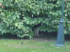 Emu hiding in the bushes
