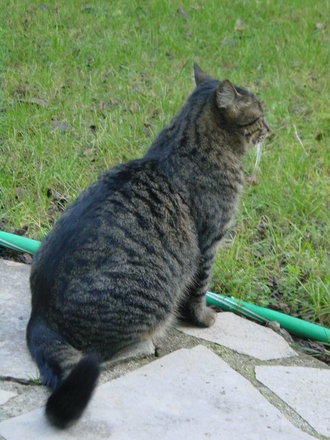Hades (neighbours' cat) preparing the war