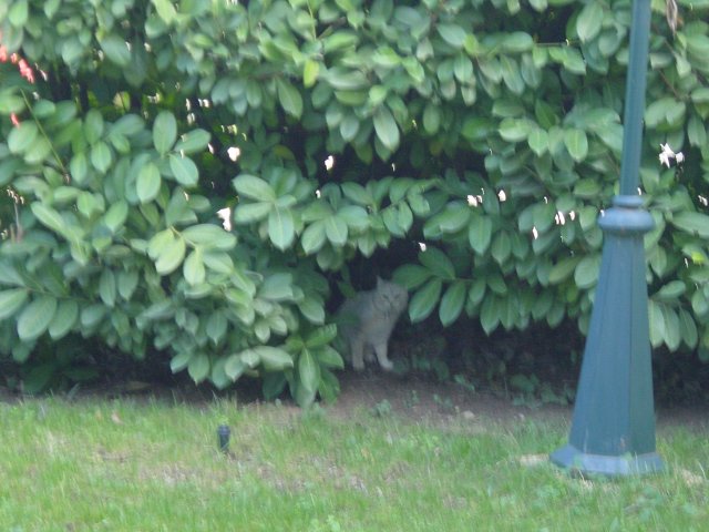 Emu hiding in the bushes