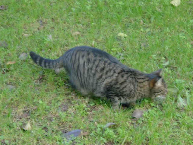 Hades crouching before the attack