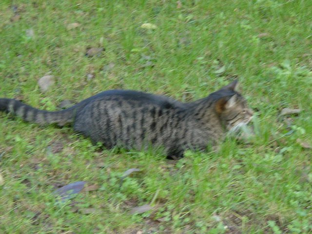 Hades crouching before the attack