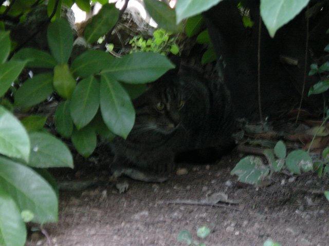 Hades also in the bush watching Emu (looks like the war is over)