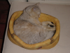 Emu in her basket