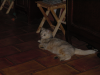 Emu sprawled on the tiles