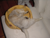 Emu in her basket
