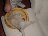 Emu in her basket