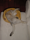 Emu in her basket