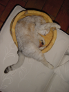 Emu in her basket