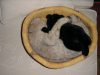Emu cuddling her cat toy
