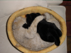 Emu cuddling her cat toy