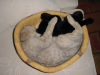 Emu cuddling her cat toy