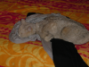 Emu sprawled on bed