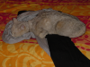 Emu sprawled on bed