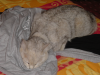 Emu sprawled on bed