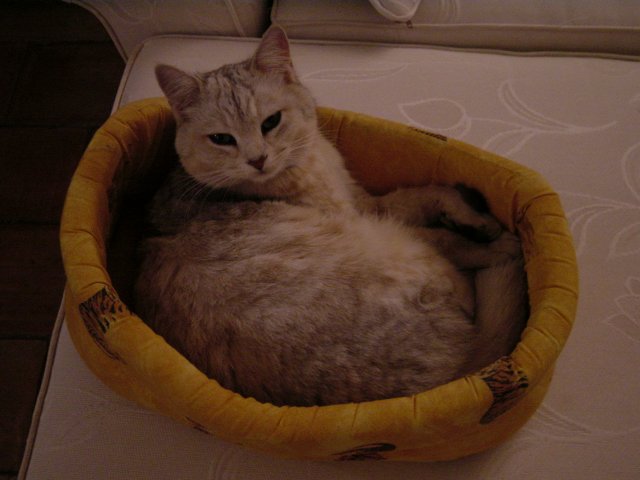 Emu in her basket