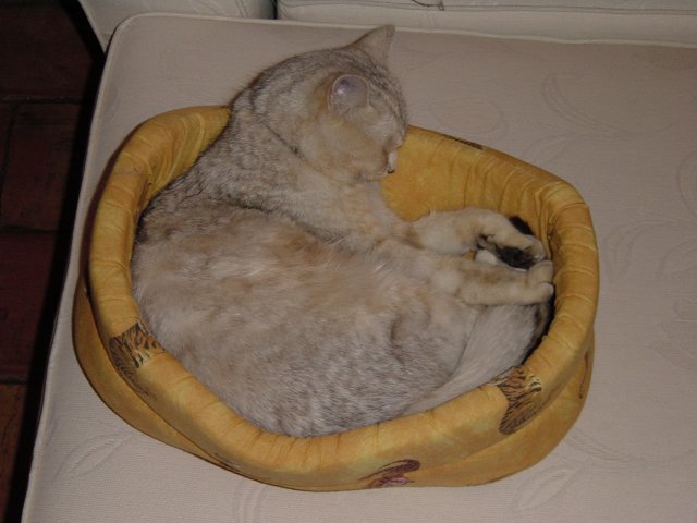 Emu in her basket