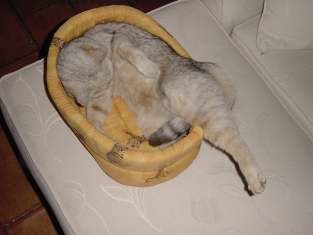 Emu in her basket