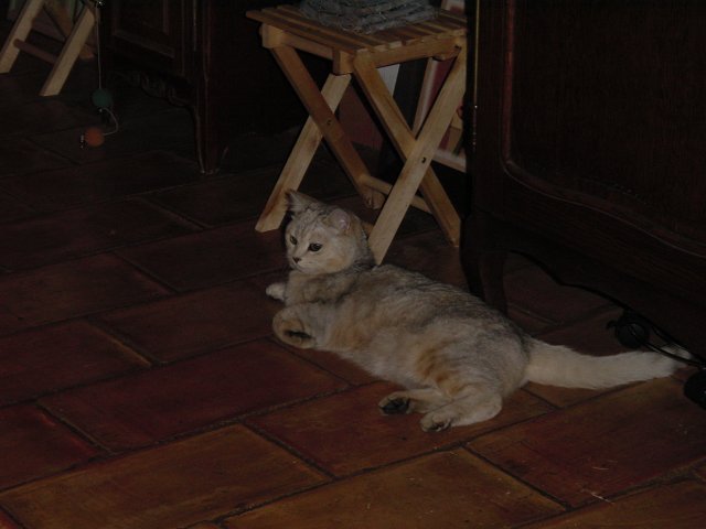 Emu sprawled on the tiles