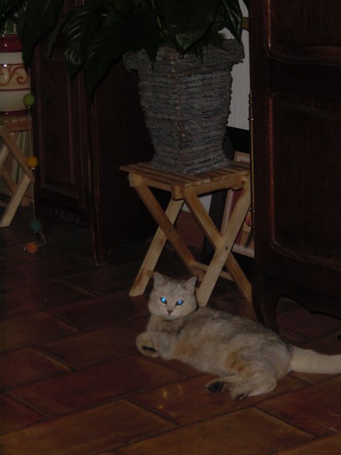 Emu sprawled on the tiles