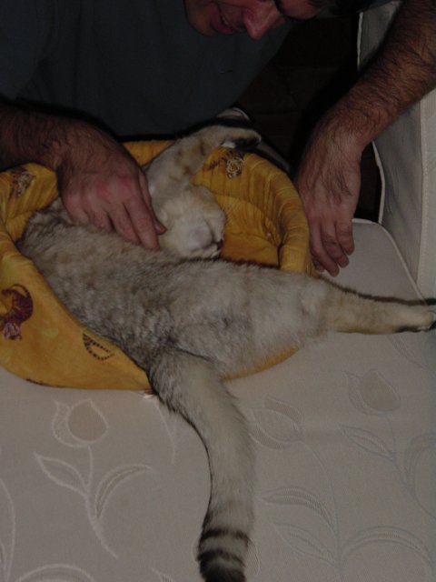 Emu in her basket being stroked by Steph