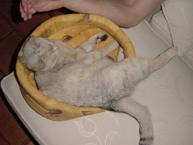 Emu in her basket