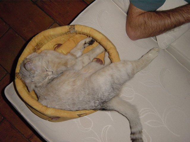 Emu in her basket