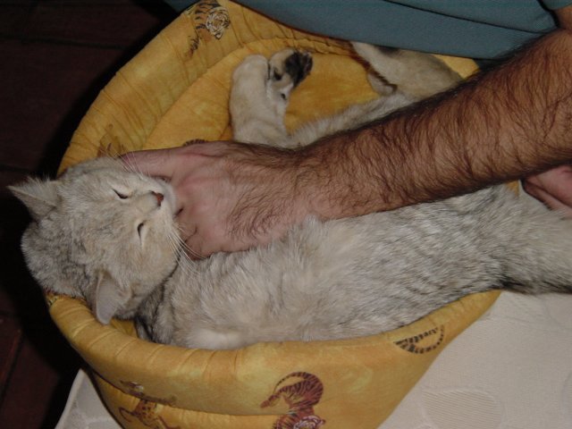 Steph stroking the cat