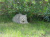 Emu under a bush in the garden