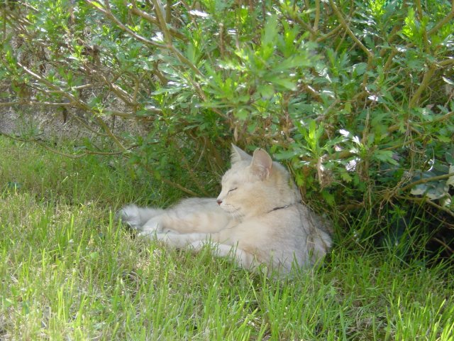Emu under a bush in the garden