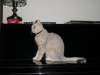 Emu sitting on the piano