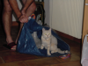 Emu sits in the shopping bag
