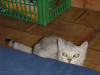 Emu crouching before the bed, expecting to play