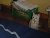 Emu sitting before the bed, expecting to play