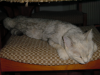 Emuendormie, etalee sur une chaise 
