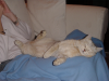 Emu sprawled on Coralie's lap