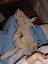 Emu sprawled on Coralie's lap