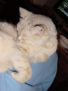 Emu sprawled on Coralie's lap