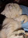 Emu sprawled on Coralie's lap
